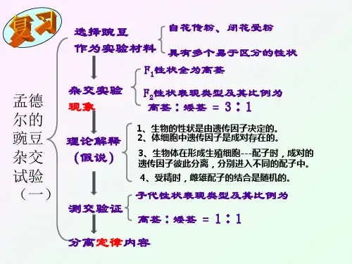 人教课标版高中生物必修2《孟德尔的豌豆杂交实验(二)》名师课件