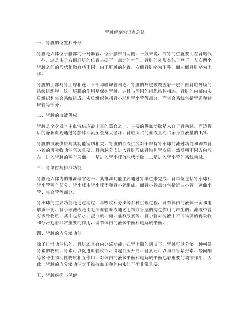 肾脏解剖知识点总结