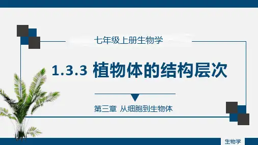 植物体的结构层次ppt课件