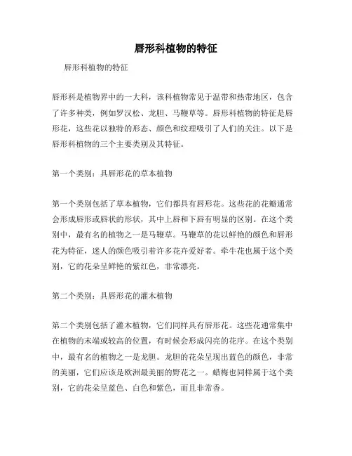 唇形科植物的特征
