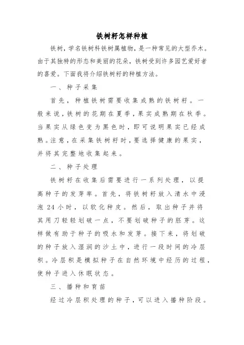铁树籽怎样种植