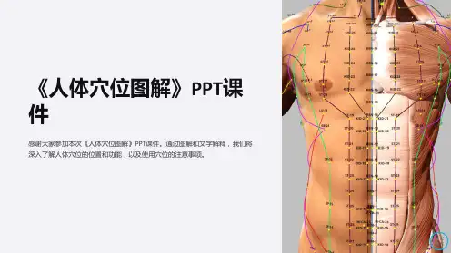 《人体穴位图解》课件