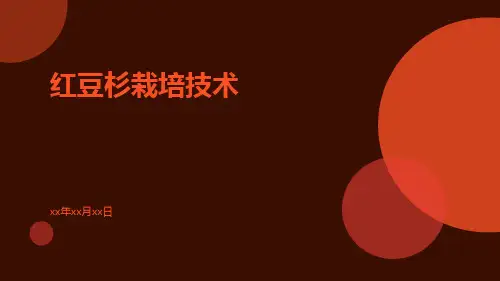 红豆杉栽培技术