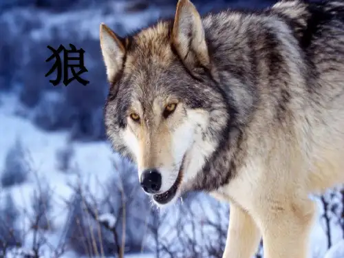 初中语文《狼》课件