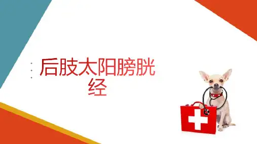宠物穴位介绍 后肢太阳膀胱经、后肢少阴肾经主要穴位