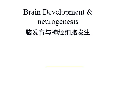 神经生物学：脑发育与神经细胞发生