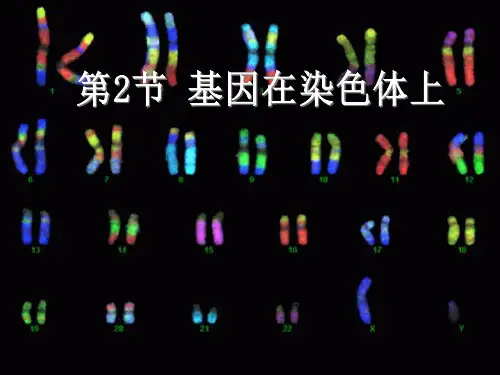 2.2基因在染色体上 【新教材】人教版(2019)高中生物必修二课件(共24张PPT)
