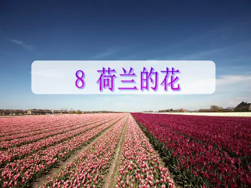 荷兰的花PPT