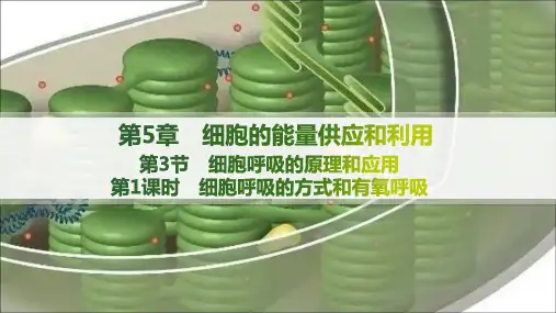 人教版高中生物学必修1 第5章 细胞的能量供应和利用 第3节  第1课时 细胞呼吸的方式和有氧呼吸