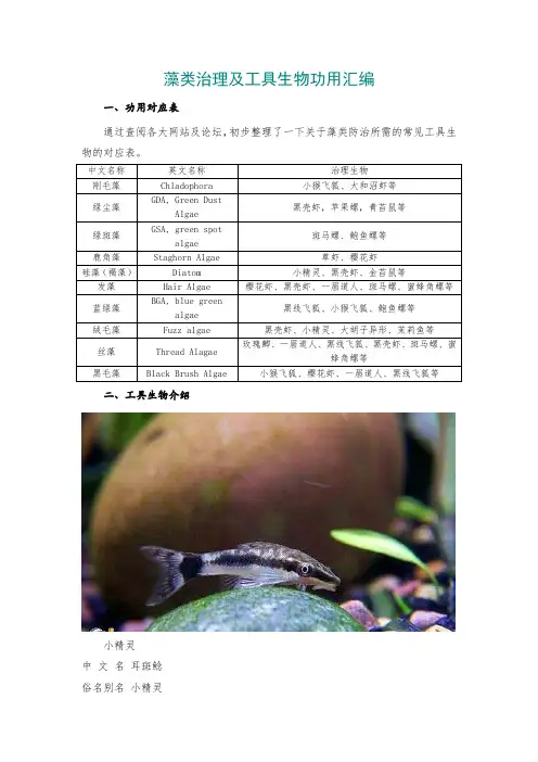 草缸藻类治理及工具生物功用汇编