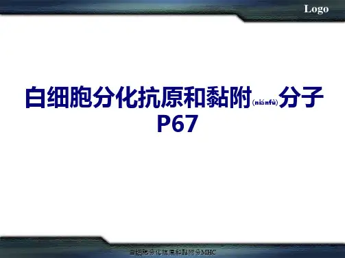 白细胞分化抗原和黏附分MHC课件