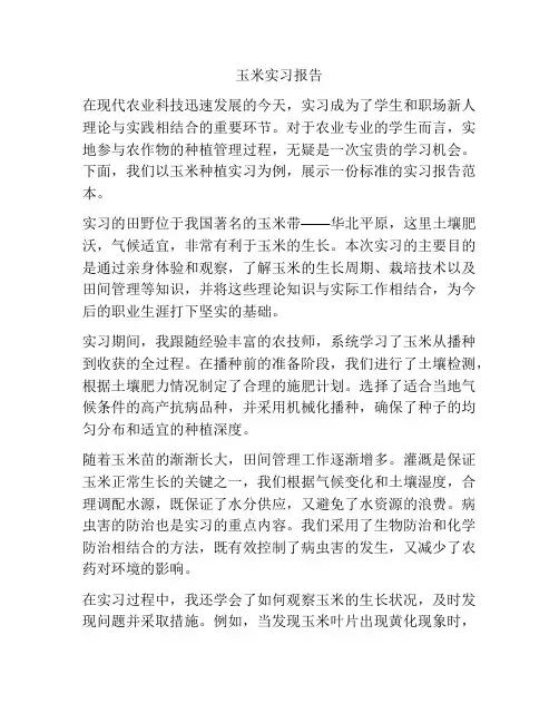 玉米实习报告