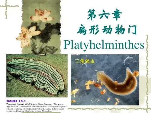 扁形动物