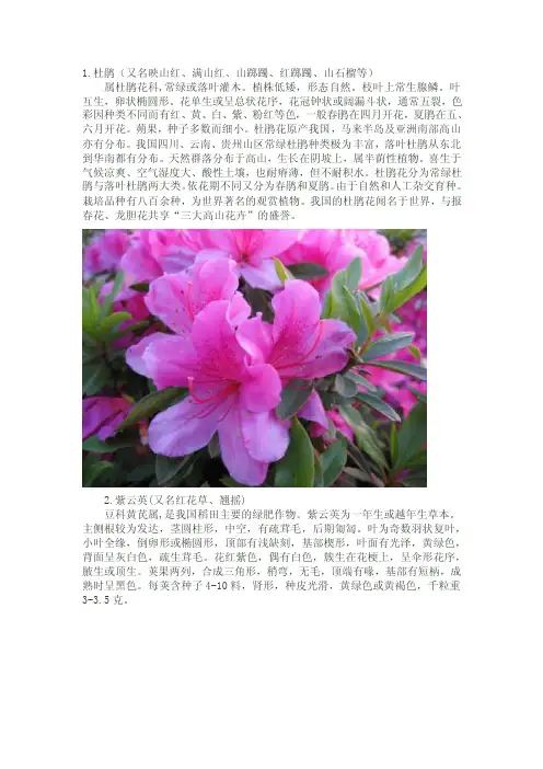 花儿品种大全