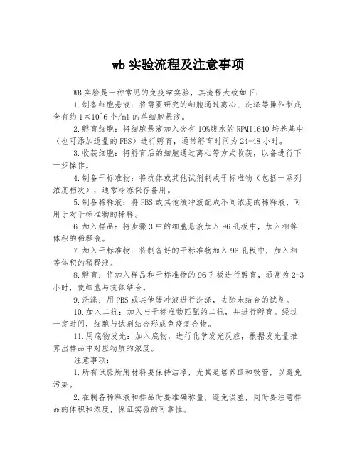 wb实验流程及注意事项