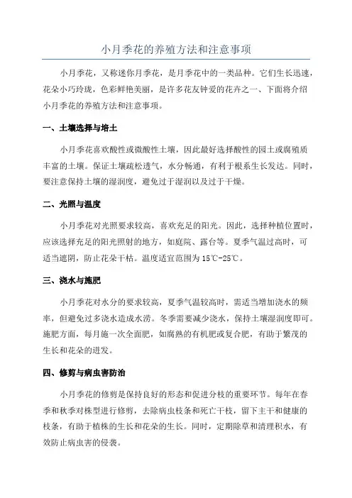 小月季花的养殖方法和注意事项
