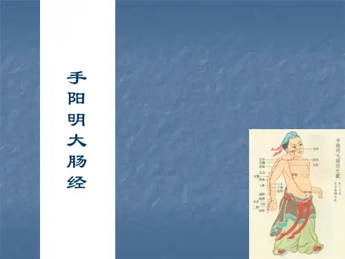--中医药大学针灸学手阳明大肠经PPT课件