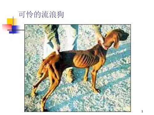 动物福利与畜牧生产ppt课件