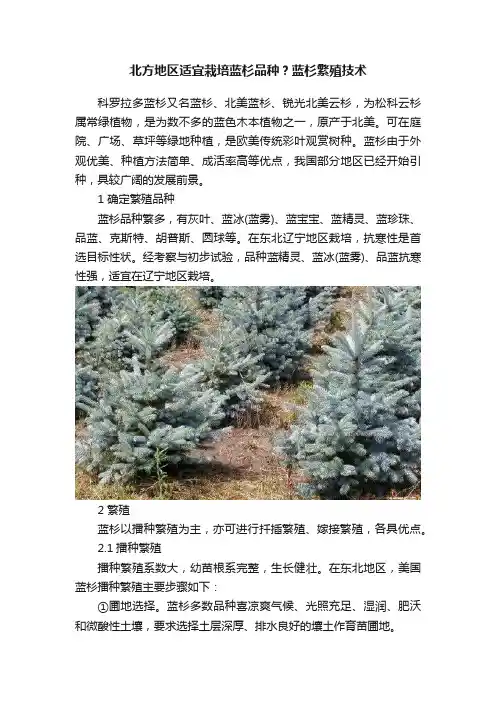 北方地区适宜栽培蓝杉品种？蓝杉繁殖技术