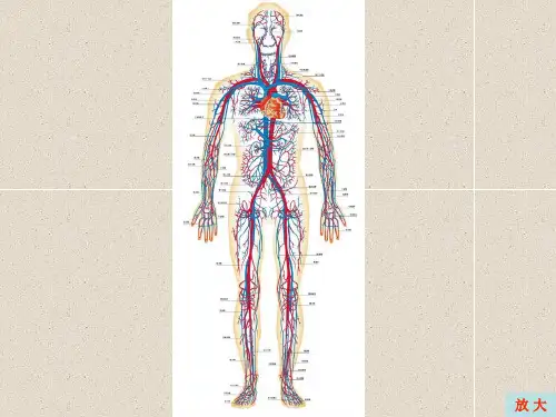 第一二节脉管系统总论动脉ppt课件