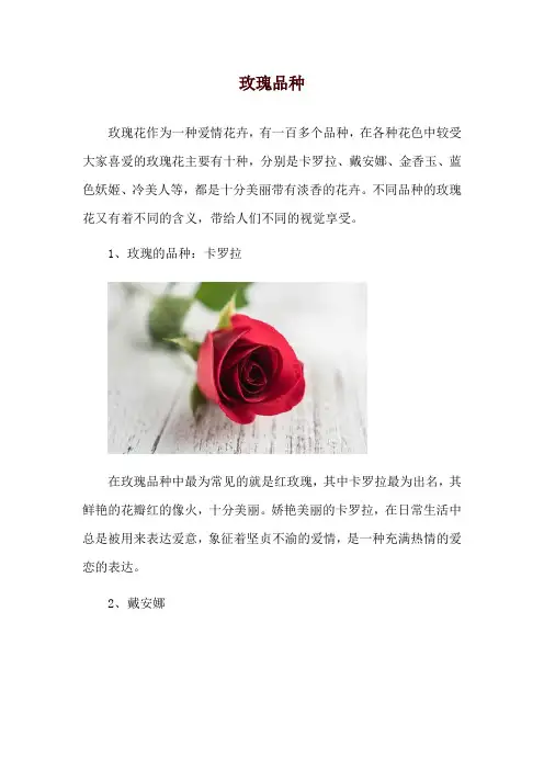 玫瑰的品种