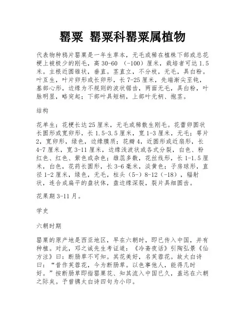 罂粟 罂粟科罂粟属植物