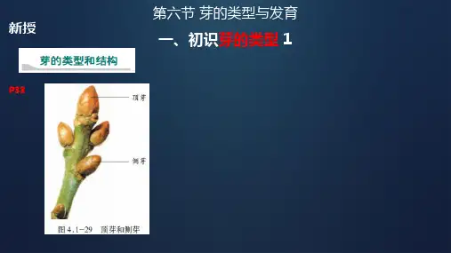 芽的类型和发育课件-2024--2025学年济南版生物八年级上册