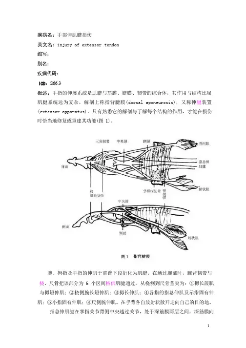 手部伸肌腱损伤疾病详解