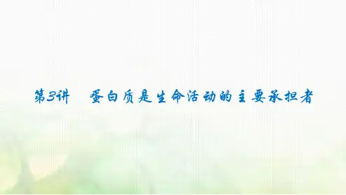 2024届高考生物一轮复习蛋白质是生命活动的主要承担者课件