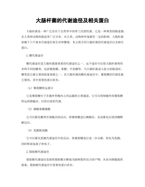 大肠杆菌的代谢途径及相关蛋白