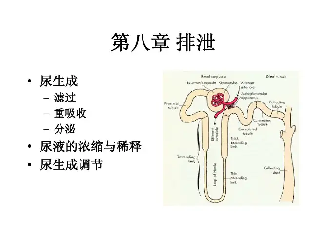 生理学排泄——精选推荐