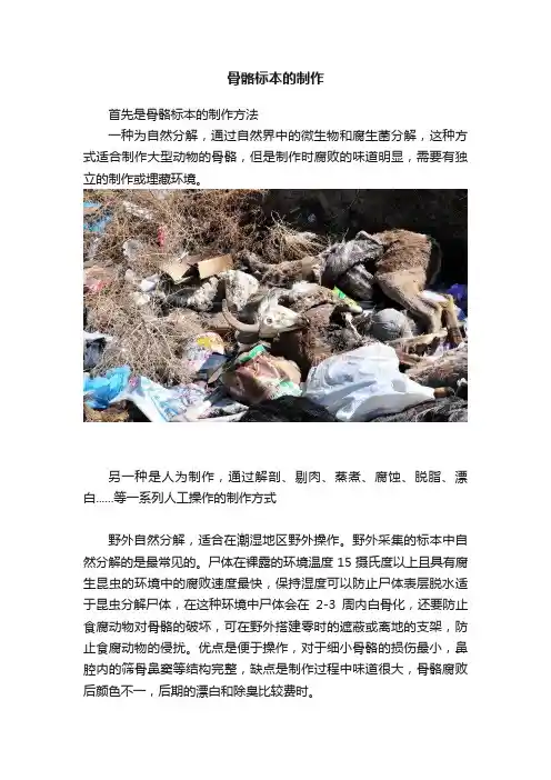 骨骼标本的制作