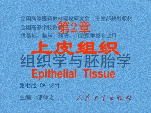 02上皮组织
