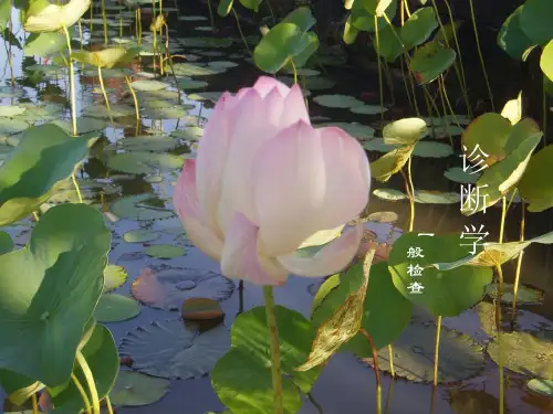 西医诊断学一般检查ppt课件