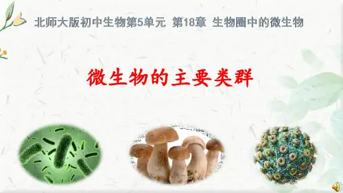 微生物的主要类群ppt课件