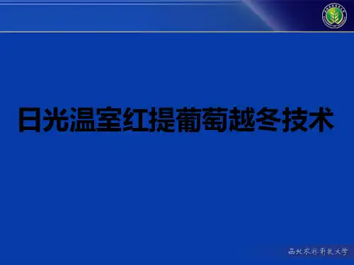 日光温室红提葡萄越冬技术