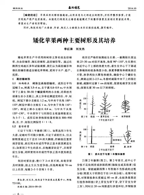 矮化苹果两种主要树形及其培养
