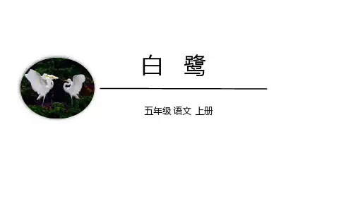 1《白鹭》课件(共31张PPT)