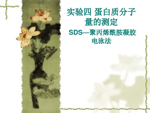 SDS-PAGE电泳1.