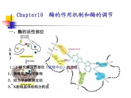 第10章 酶的作用机制和酶的调节