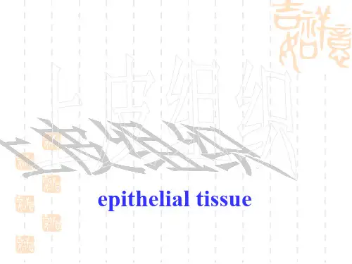 上皮组织 (1)
