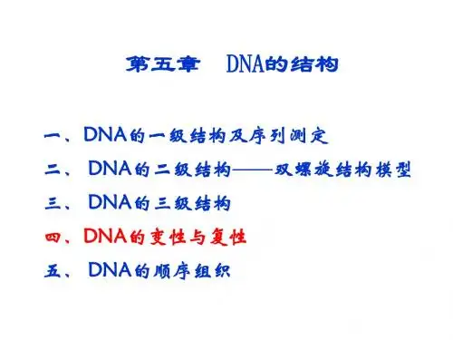 第五章DNA的分子结构下