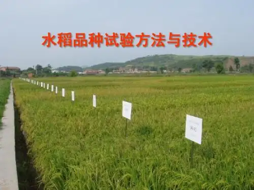 水稻品种试验方法与技术