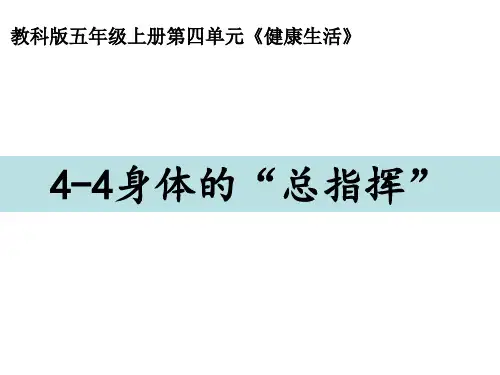 教科版五年级科学上册 4.4《身体的“总指挥”》(课件)(共17张PPT)