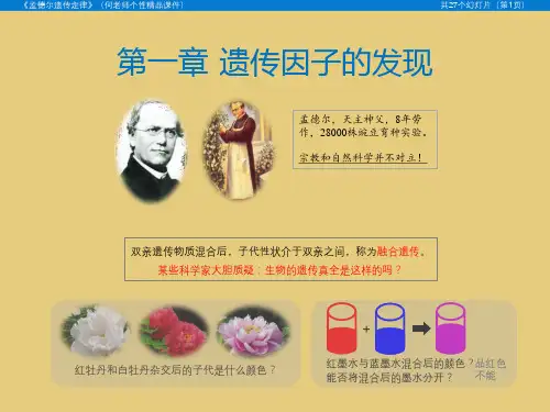 孟德尔遗传定律课件