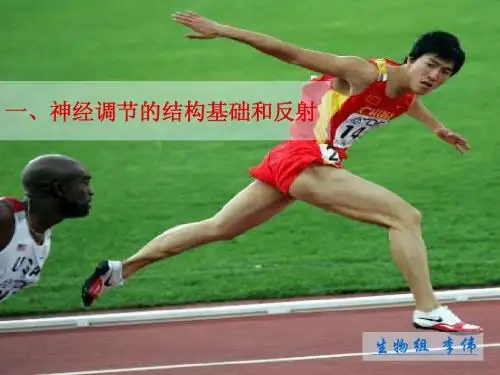 人教版教学教案云南省弥勒县庆来中学2011-2012学年生物必修3 通过神经系统的调节(课件)