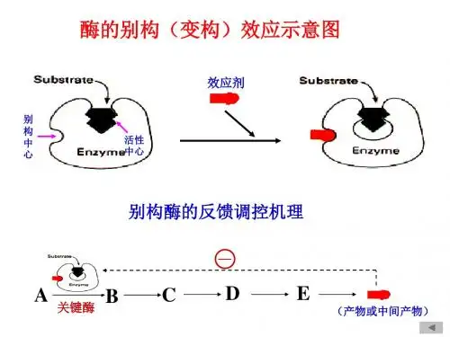 酶学3