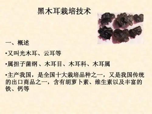 黑木耳栽培