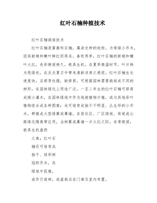 红叶石楠种植技术