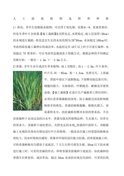 人工湿地植物选择和种植